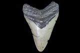Fossil Megalodon Tooth - North Carolina #105003-1